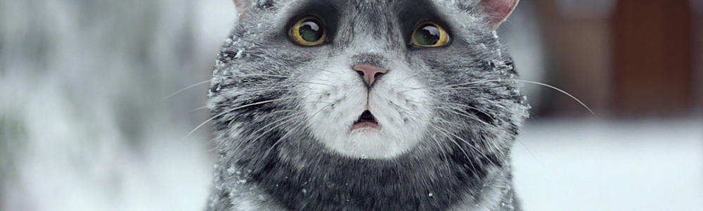 Рекламный видеоролик с котом